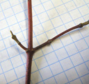blood-twig dogwood (cornus sanguinea), twig (especially on the sunny side) red. 2009-01-26, Pentax W60. keywords: roter hornstrauch, bois de pouine, bois sanguin, sanguina